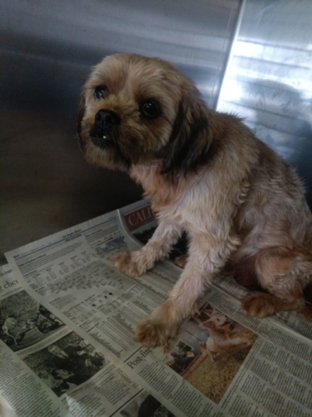 Shelter Stray Male Dog last seen , 1850 W 60th St, Los Angeles, CA 90047, USA