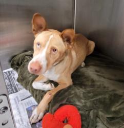 Shelter Stray Male Dog last seen , 1850 W 60th St, Los Angeles, CA 90047, USA