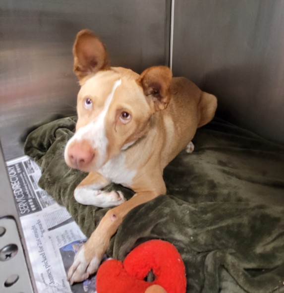Shelter Stray Male Dog last seen , 1850 W 60th St, Los Angeles, CA 90047, USA