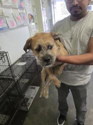 Shelter Stray Male Dog last seen , 1850 W 60th St, Los Angeles, CA 90047, USA
