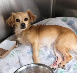 Shelter Stray Female Dog last seen , 1850 W 60th St, Los Angeles, CA 90047, USA
