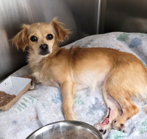 Shelter Stray Female Dog last seen , 1850 W 60th St, Los Angeles, CA 90047, USA