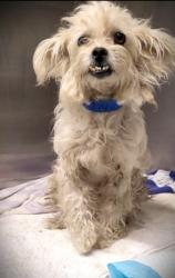 Shelter Stray Female Dog last seen , 1850 W 60th St, Los Angeles, CA 90047, USA