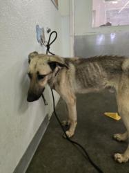 Shelter Stray Male Dog last seen , 1850 W 60th St, Los Angeles, CA 90047, USA