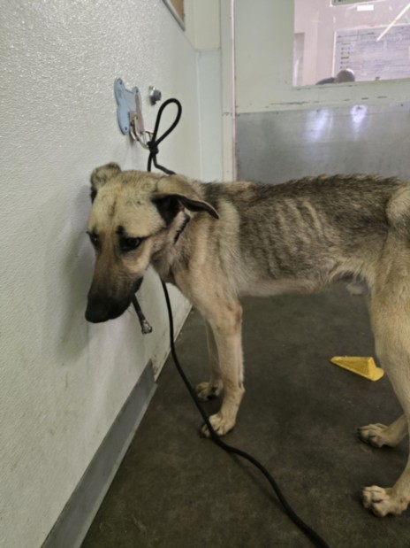 Shelter Stray Male Dog last seen , 1850 W 60th St, Los Angeles, CA 90047, USA