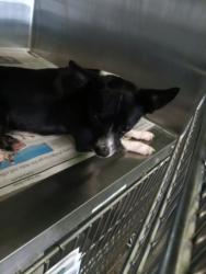 Shelter Stray Male Dog last seen , 1850 W 60th St, Los Angeles, CA 90047, USA