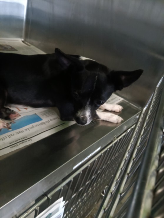Shelter Stray Male Dog last seen , 1850 W 60th St, Los Angeles, CA 90047, USA