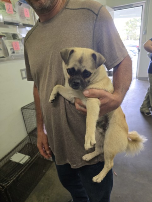 Shelter Stray Male Dog last seen , 1850 W 60th St, Los Angeles, CA 90047, USA