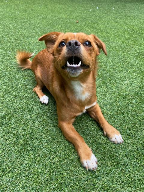 Shelter Stray Male Dog last seen MISSION X 24TH, 1419 Bryant St, San Francisco, CA 94103, USA