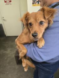 Shelter Stray Male Dog last seen , 1850 W 60th St, Los Angeles, CA 90047, USA