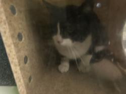 Shelter Stray Male Cat last seen , 1850 W 60th St, Los Angeles, CA 90047, USA