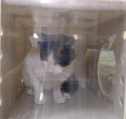 Shelter Stray Unknown Cat last seen Near BLOCK E ROBINS DR, DENVER CO 80239, 1241 W Bayaud Ave, Denver, CO 80223, USA