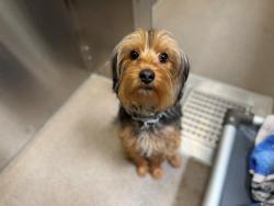 Shelter Stray Female Dog last seen Near BLOCK W KENTUCKY AVE, DENVER CO 80219, 1241 W Bayaud Ave, Denver, CO 80223, USA