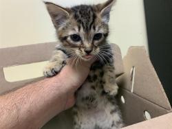 Shelter Stray Female Cat last seen GATEWAY PARK BLVD & SPORTS DR, 2127 Front St, Sacramento, CA 95818, USA