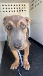 Shelter Stray Male Dog last seen Near BLOCK HALEY ST, BAKERSFIELD, CA, 201 S Mt Vernon Ave, Bakersfield, CA 93307, USA
