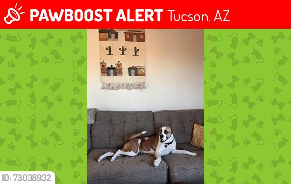 Lost Female Dog last seen Cushing St and Main Ave, Tucson, AZ 85713