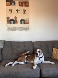 Lost Female Dog last seen Cushing St and Main Ave, Tucson, AZ 85713