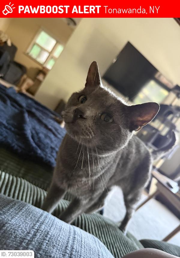Lost Male Cat last seen Clinton St; Main St , Tonawanda, NY 14150