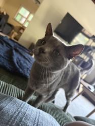Lost Male Cat last seen Clinton St; Main St , Tonawanda, NY 14150