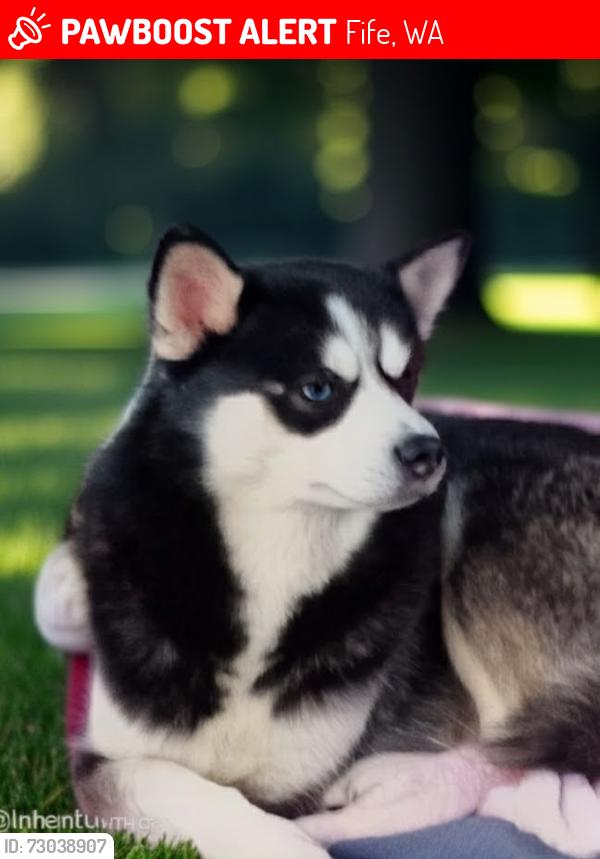 Lost Male Dog last seen Pacific HWY, 62nd ave East , Fife, WA 98424