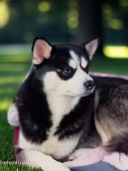Lost Male Dog last seen Pacific HWY, 62nd ave East , Fife, WA 98424