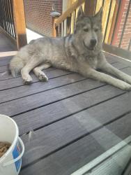 Found/Stray Male Dog last seen 15th and Chestnut, Yakima, WA 98901