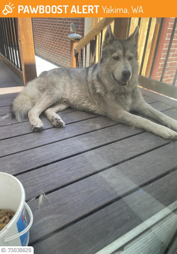 Found/Stray Male Dog last seen 15th and Chestnut, Yakima, WA 98901