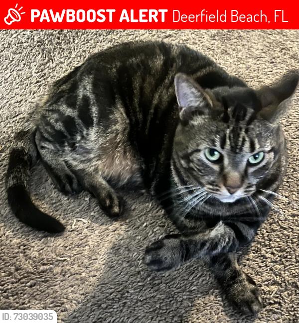 Lost Female Cat last seen Lock rd, Deerfield Beach, FL 33442