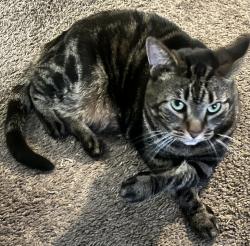 Lost Female Cat last seen Lock rd, Deerfield Beach, FL 33442