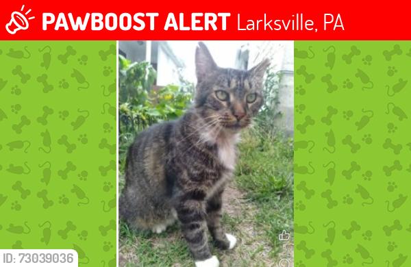 Lost Male Cat last seen Gould St. Near Vine, Larksville, PA 18651