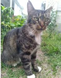 Lost Male Cat last seen Gould St. Near Vine, Larksville, PA 18651