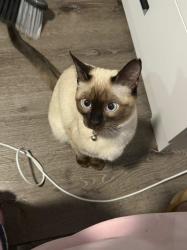 Reunited Female Cat last seen Near Havana st, Aurora, CO 80010