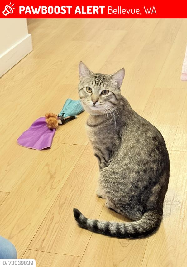 Lost Male Cat last seen Foothill apmts , Bellevue, WA 98005