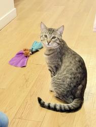 Lost Male Cat last seen Foothill apmts , Bellevue, WA 98005