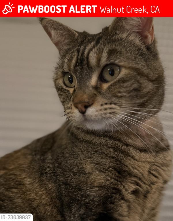 Lost Female Cat last seen Gordon Road and Marshall Drive, Walnut Creek, CA, Walnut Creek, CA 94598
