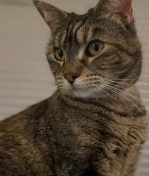 Lost Female Cat last seen Gordon Road and Marshall Drive, Walnut Creek, CA, Walnut Creek, CA 94598