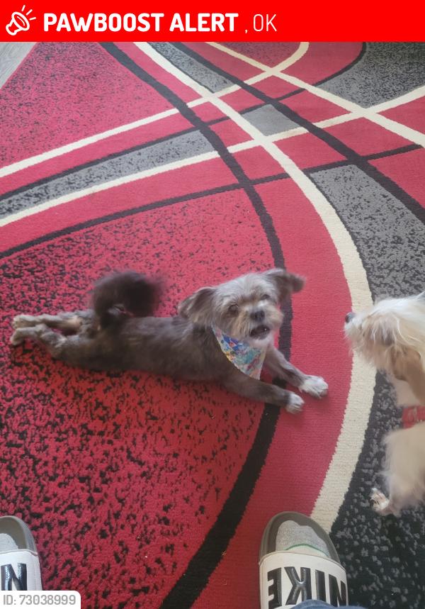 Lost Female Dog last seen Molow Oklahoma, Wanette, OK 74878