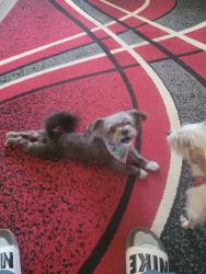 Lost Female Dog last seen Molow Oklahoma, Wanette, OK 74878