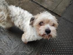 Lost Female Dog last seen Metronome and mallard , Houston, TX 77043