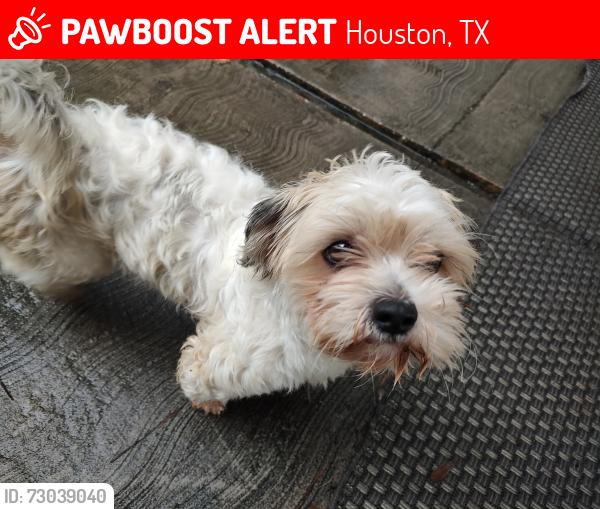 Lost Female Dog last seen Metronome and mallard , Houston, TX 77043