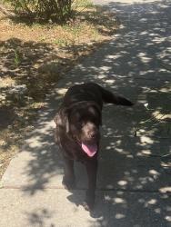 Reunited Female Dog last seen Blossom Hill Park, Los Gatos, CA 95032