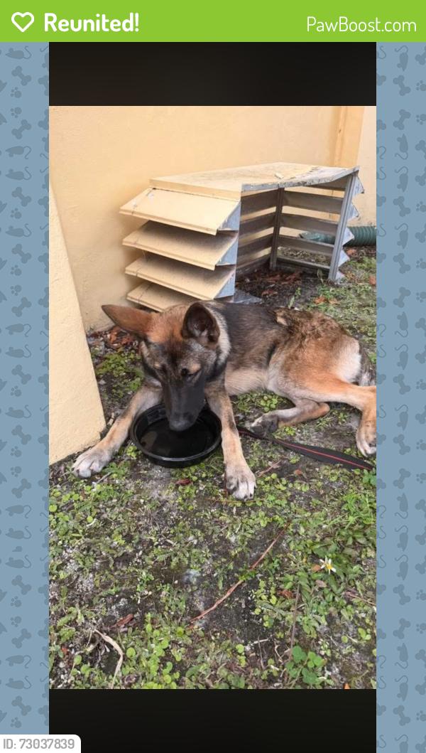 Reunited Female Dog last seen Miami Gardens dr and NE 19th ave, North Miami Beach, FL 33162