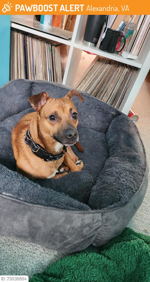 Found/Stray Male Dog last seen Runnymead Community, Alexandria, VA 22310