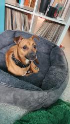 Found/Stray Male Dog last seen Runnymead Community, Alexandria, VA 22310