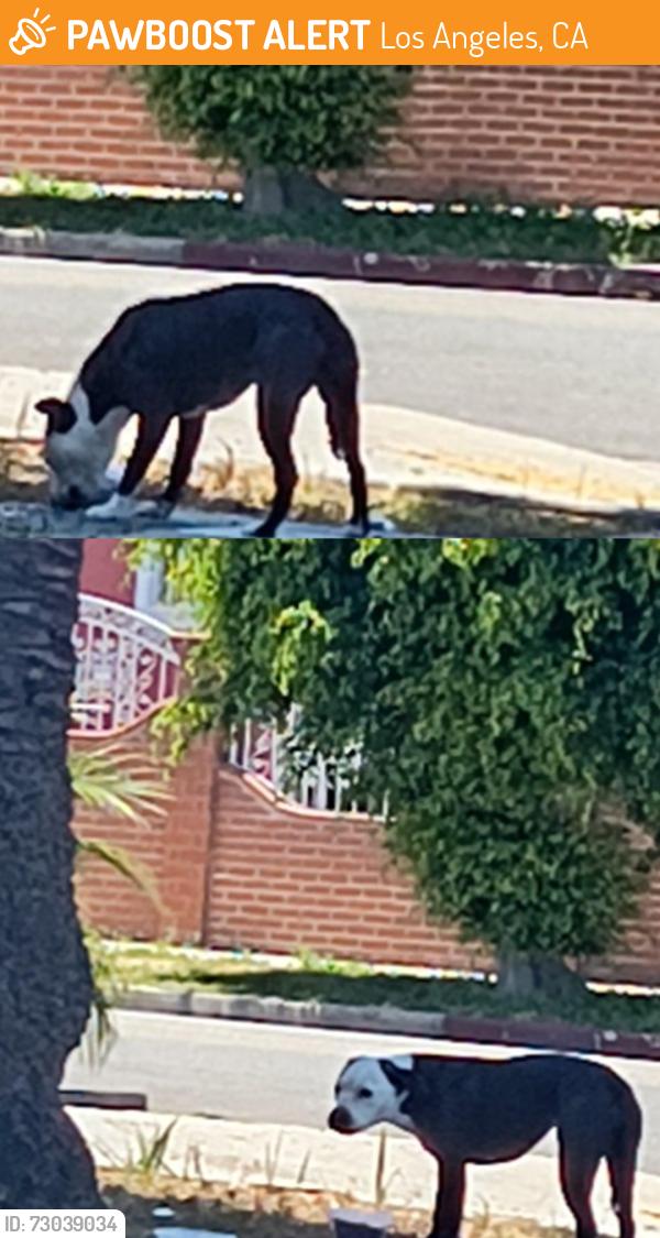 Found/Stray Unknown Dog last seen In front of a hse at Denker & w 68th St , Los Angeles, CA 90047