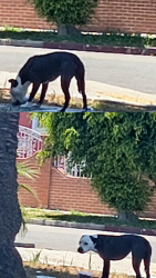 Found/Stray Unknown Dog last seen In front of a hse at Denker & w 68th St , Los Angeles, CA 90047