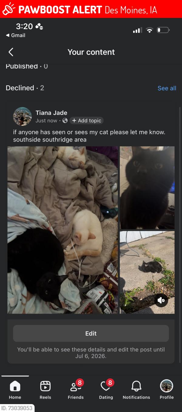 Lost Male Cat last seen southridge mall, army post road, se 5th, Des Moines, IA 50315