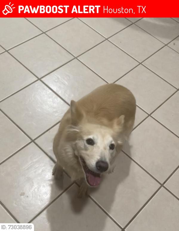 Lost Female Dog last seen West little York and river bottom rd, Houston, TX 77449