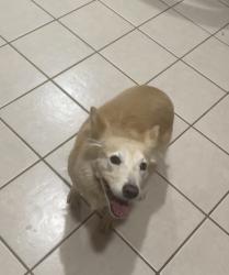 Lost Female Dog last seen West little York and river bottom rd, Houston, TX 77449