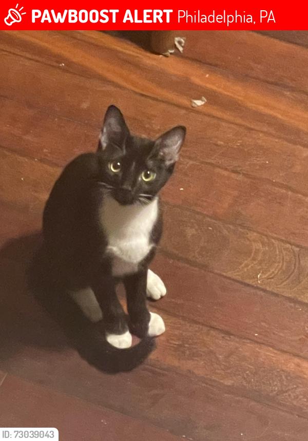 Lost Male Cat last seen 72nd and Elmwood, Philadelphia, PA 19142